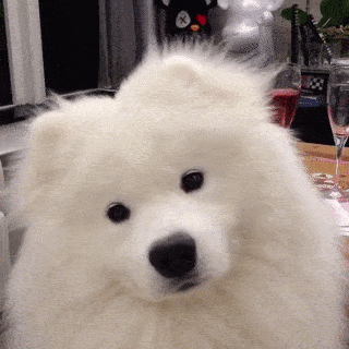 Questo cane è carino ma anche confuso Questo cane è carino ma anche confuso
