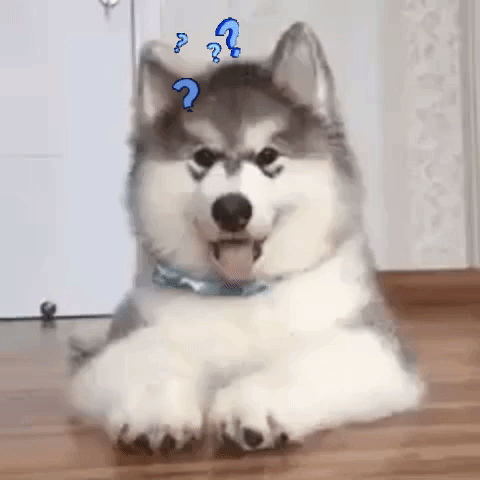 Questa GIF è di YouTube Questo husky muove la testa sembrando confuso